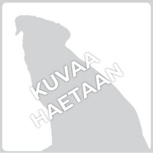 Työntekijän kuva ei ole saatavilla. Kuvassa Iines-koira ja tekti kuvaa haetaan.